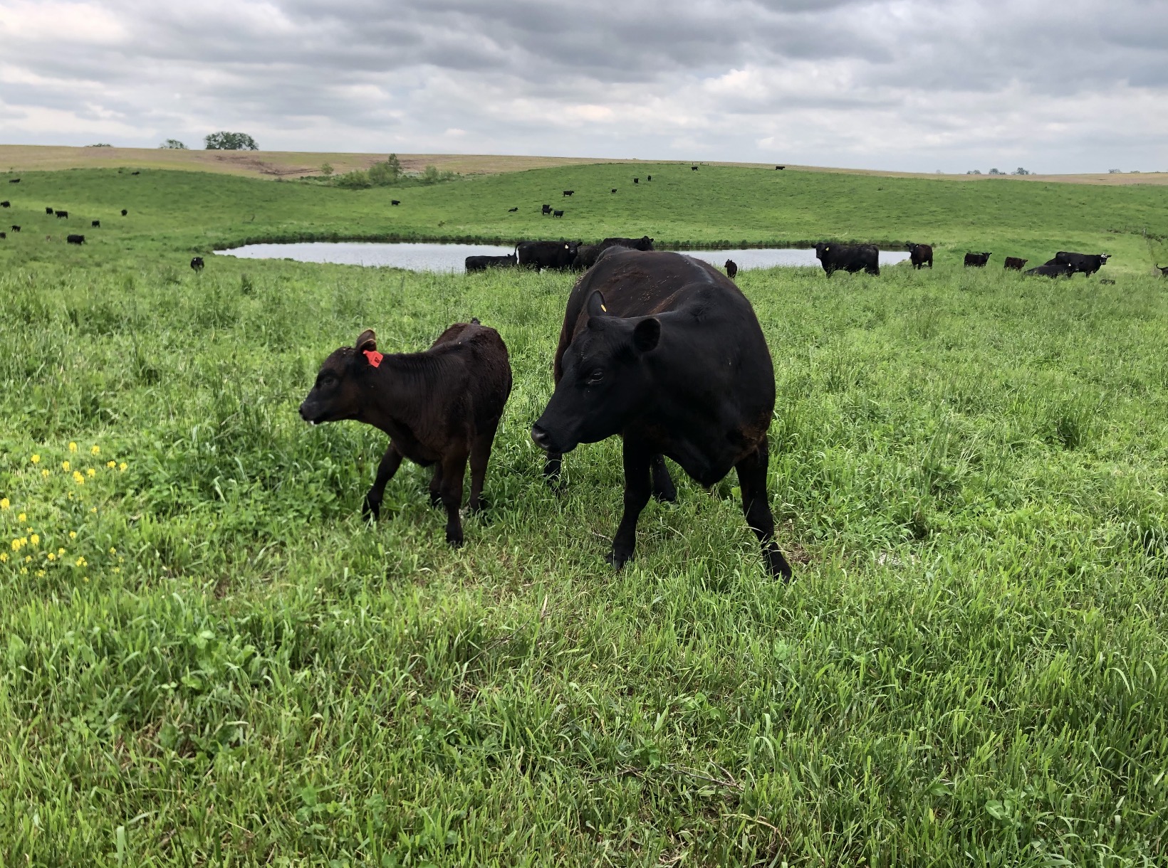 GM Farms